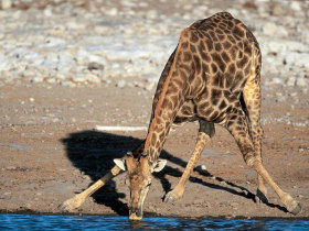 Family safari in Namibia